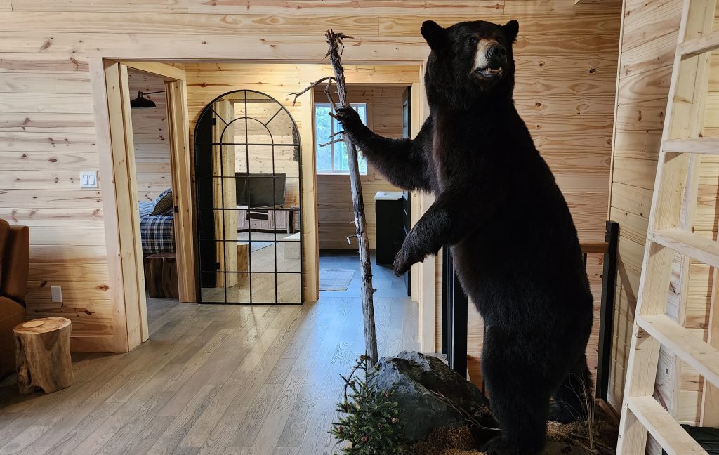Majestic standing black bear taxidermy enhancing traditional lodge decor at Newfoundland Adventures lodge in Atlantic Canada