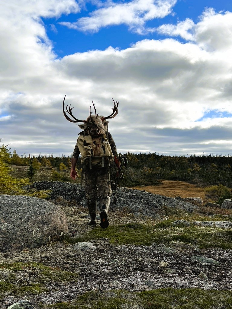 Successful caribou hunt as hunter carries trophy head through rugged terrain in Newfoundland, Canada