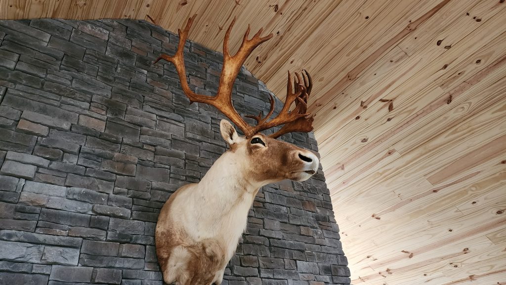 Caribou antlers and mounted head as centerpiece above fireplace in wilderness lodge in Newfoundland